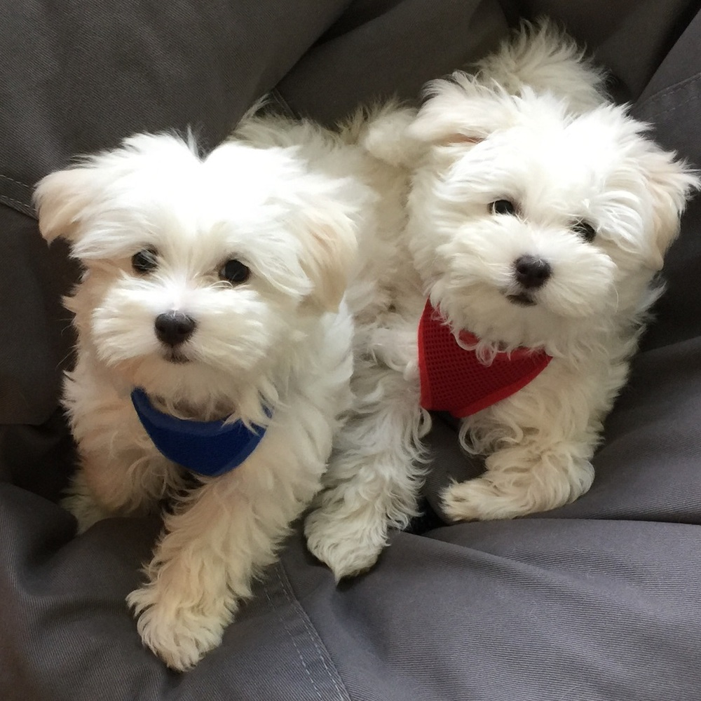 Meet your Posher, Annemarie